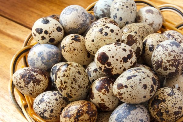 Keklik Yumurtası Faydaları Nelerdir? Kaç Günde Çıkar?