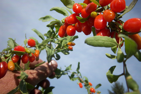Goji Berry Faydaları Nelerdir? Şifa Kaynağı Kurt Üzümü