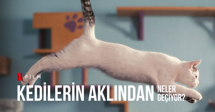Kedilerin Aklından Neler Geçiyor? Belgesel Filmi | Konusu