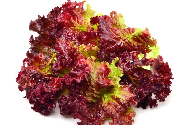 Lolorosso Nedir? Kırmızı Marulun 7 Faydası
