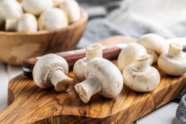 kültür mantarı yetiştiriciliği