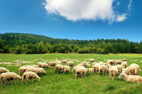adak kurbanı fiyatları