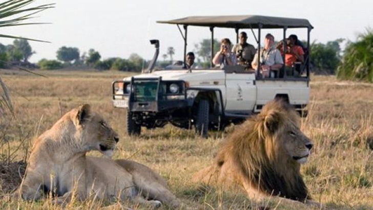 Safari Nedir, Nasıl Yapılır? – herdembilgiler
