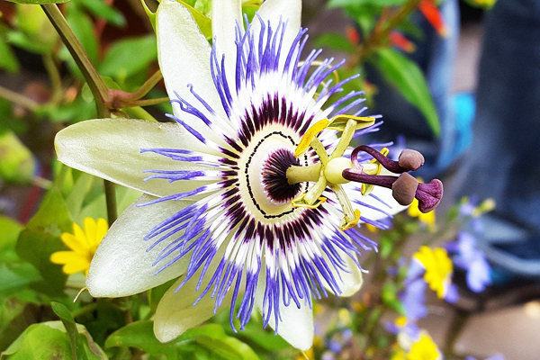 passiflora faydası