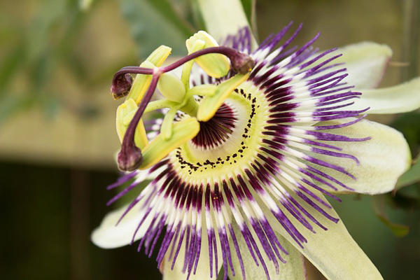 passiflora nedir