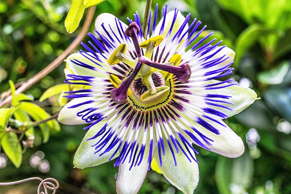 Passiflora Çayının Sizi Sakinleştirecek 7 Faydası