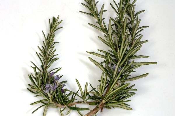 biberiye