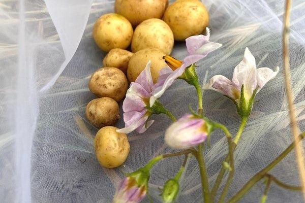 patates maskesi