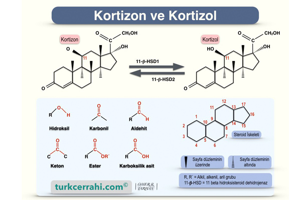 kortizon nedir