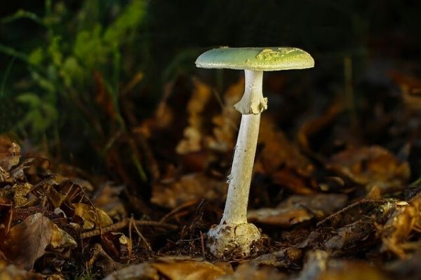 Köygöçüren Mantarı: Bilinen En Zehirli Mantar!