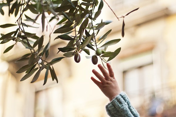 zeytin yaprağı çayını kimler içemez