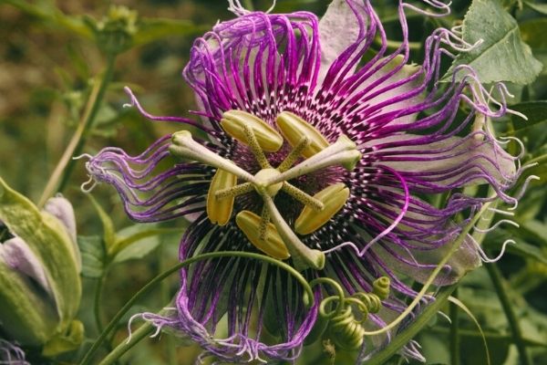 passiflora çayı faydaları