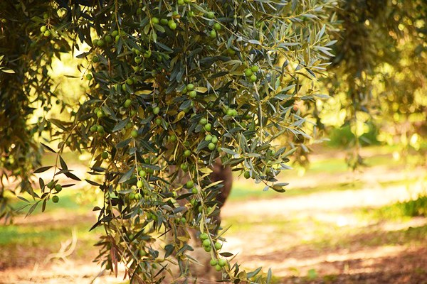 zeytin yaprağı çayı