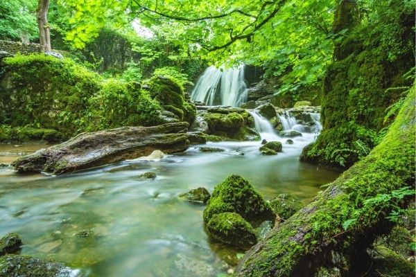 Alg Nedir? Faydaları, Yetiştiriciliği, Özellikleri