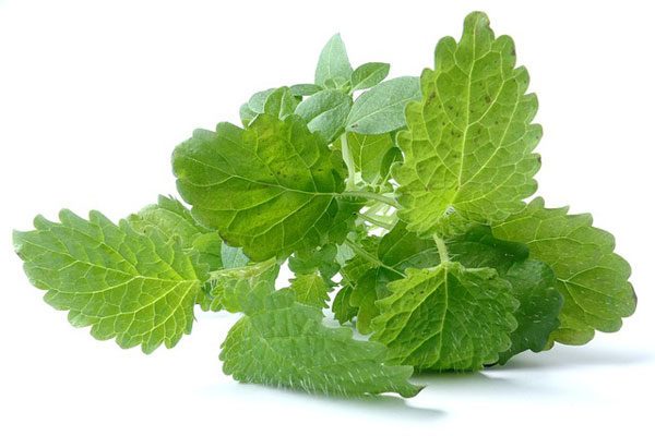 limon otu
