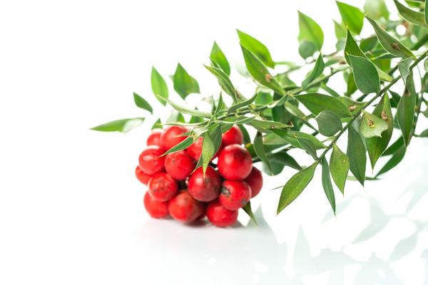 Yılbaşı Çiçeği Kokina Bakımı Nasıl Yapılır?