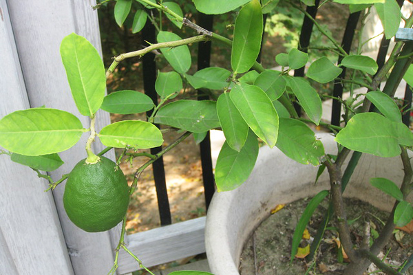 limon yetiştirme