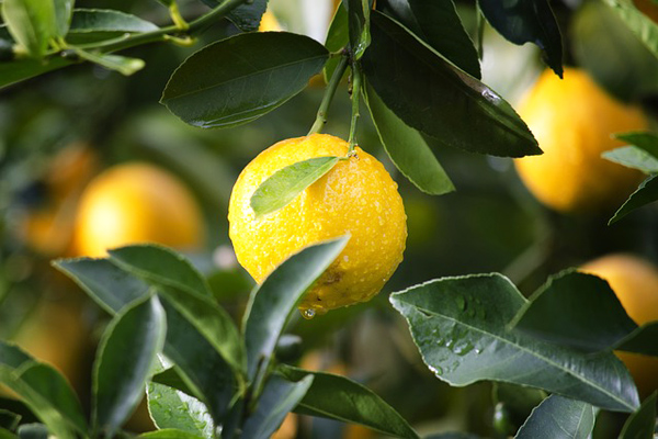 limon sulama
