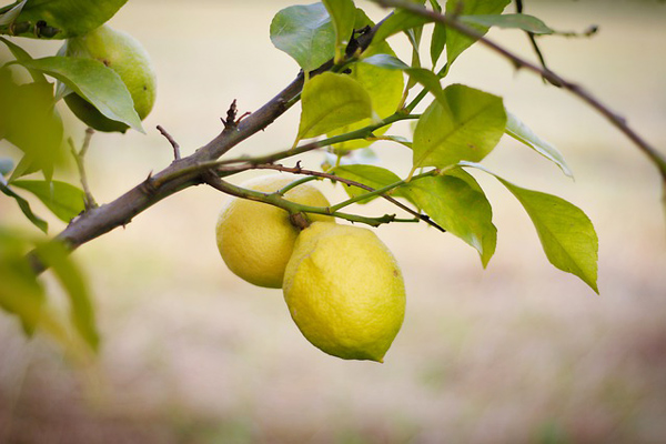 5 Adımda En Verimli Limon Nasıl Yetiştirilir?