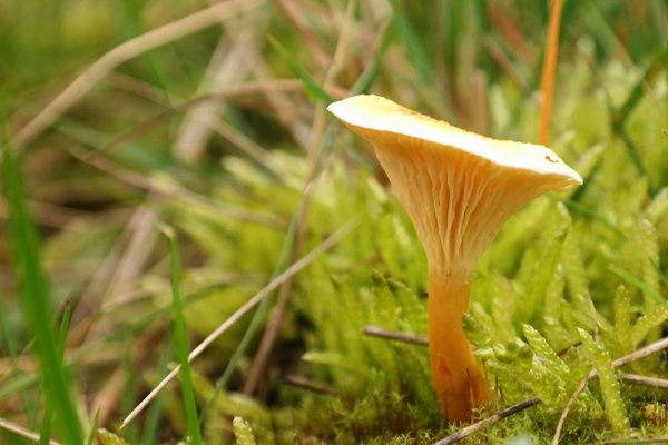 chanterelle mantarı