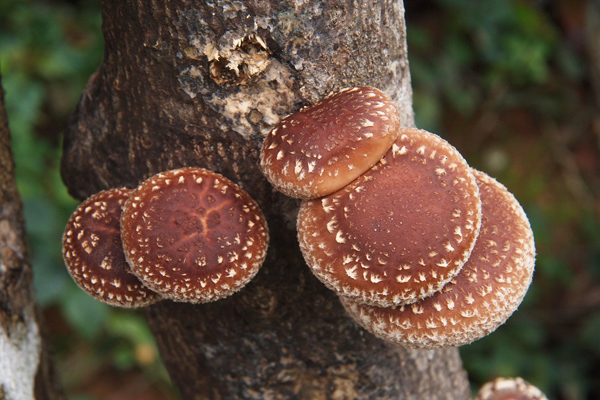 shiitake mantarı