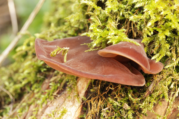 koru kulağı mantarı