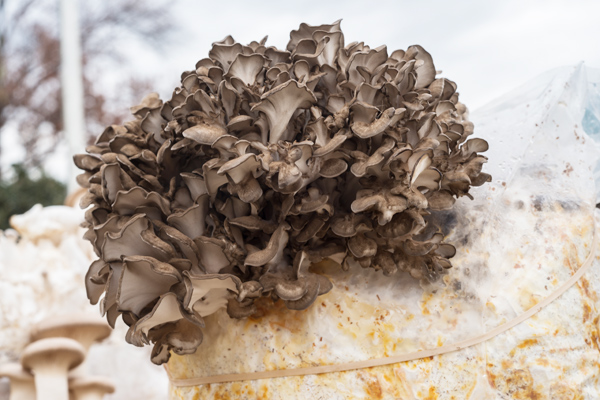 maitake mantarı