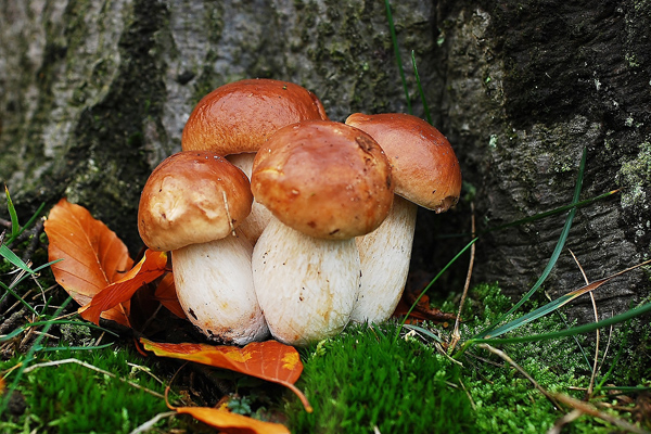 porcini mantarı