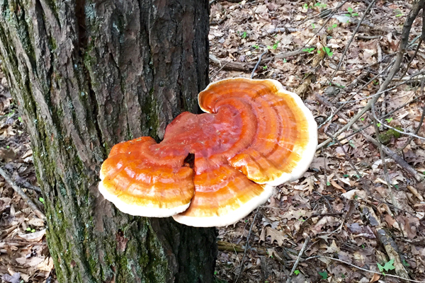 reishi mantarı