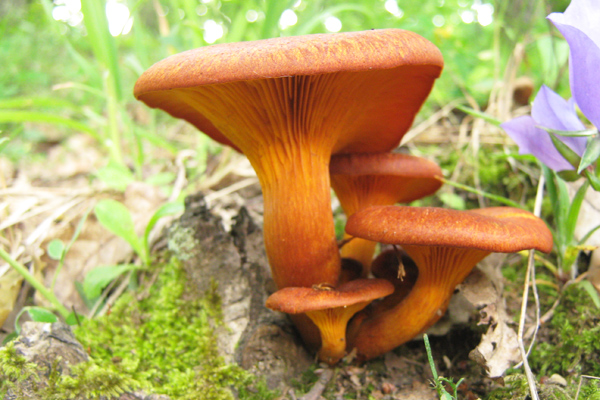 Omphalotus olearius