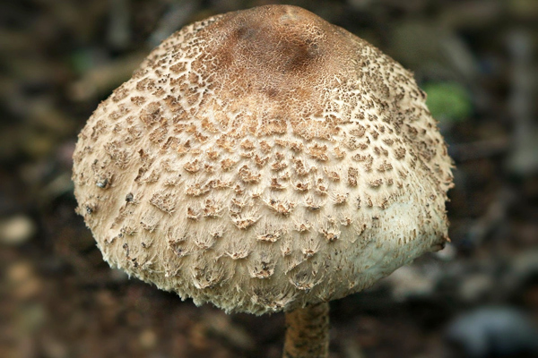 lepiota