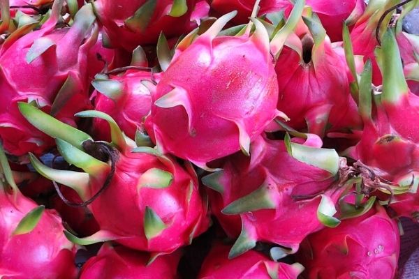 pitaya yetiştiriciliği