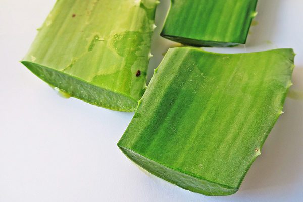 aloe vera