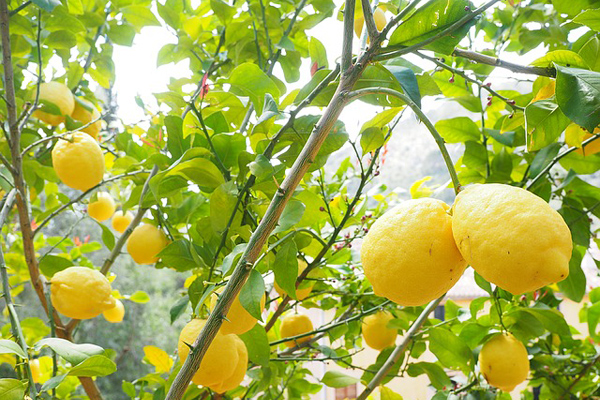 limon ağacı nasıl yetiştirilir