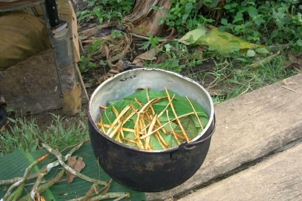 ayahuasca çayı