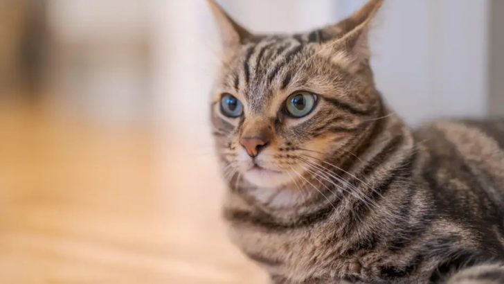 Kedi ısırığı bir insanı öldürebilir mi?