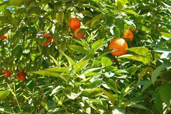 turunç meyvesi nedir, faydaları nedir?