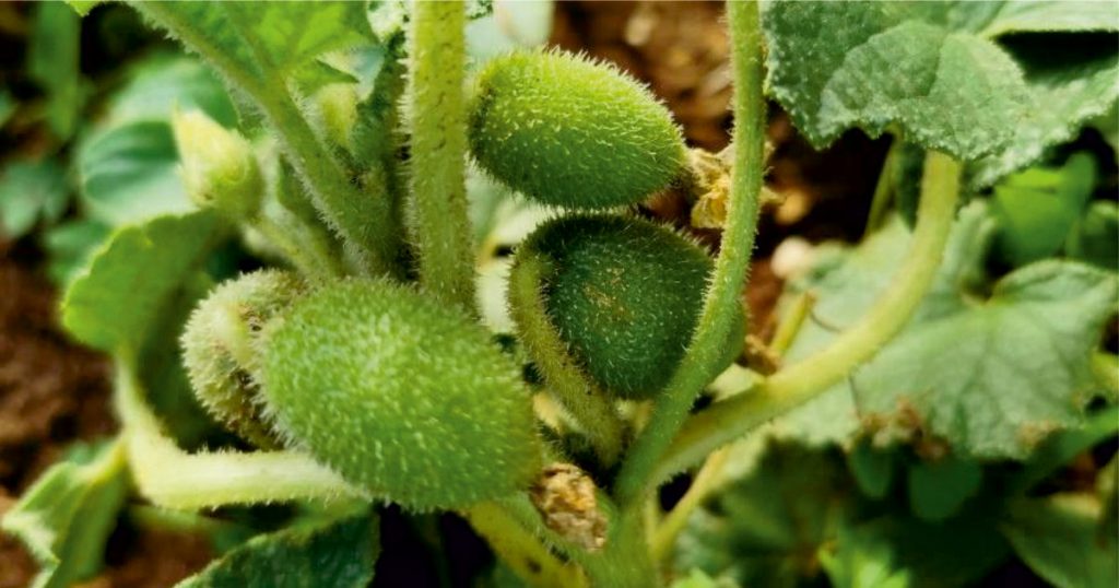 Acı kavunun sağlığa 15 faydası: Migrene iyi geliyor, sinüziti geçiriyor…