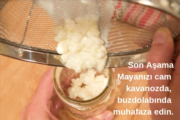 kefir mayası