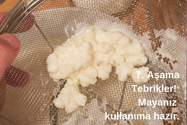 kefir mayası