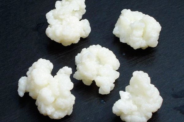 Kefir Mayası Nasıl Yapılır, Saklanır, Çoğaltılır? Resimli