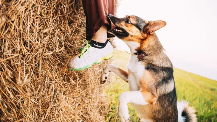 Köpek saldırısından korunma yöntemleri: Agresif köpek saldırısından nasıl kurtulunur? İşte köpek saldırısında yapılacak 9 şey…