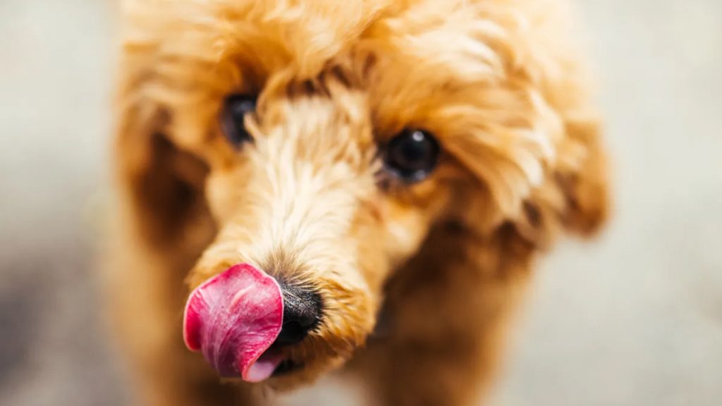 Köpeklerin burunları neden ıslaktır? – CHIP Online