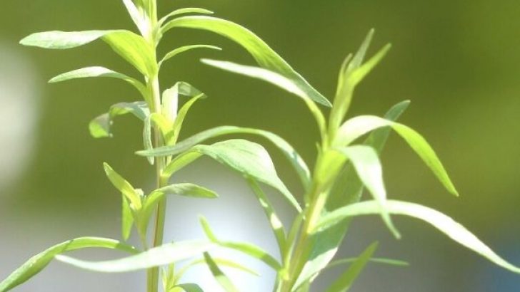 Tarhun Otu Nedir? Faydaları, Yemeklerde Kullanımı