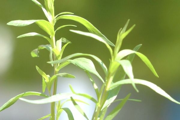 Tarhun Otu Nedir? Faydaları, Yemeklerde Kullanımı
