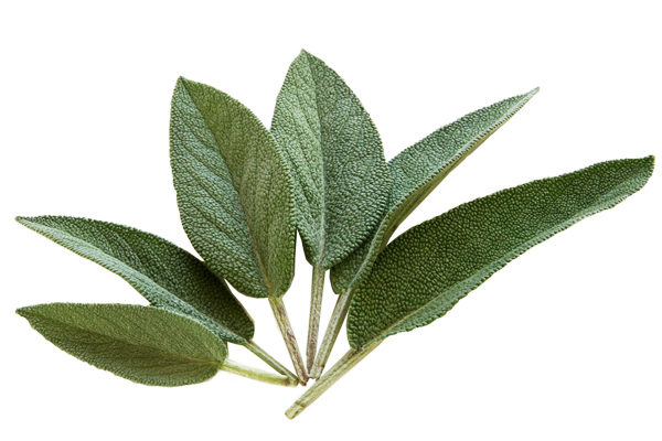 adaçayı