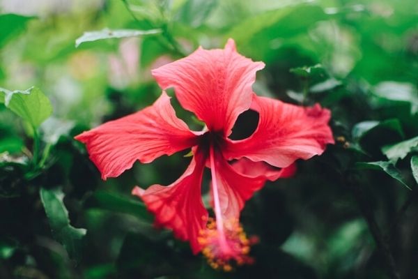 hibiskus çayı zayıflatır mı