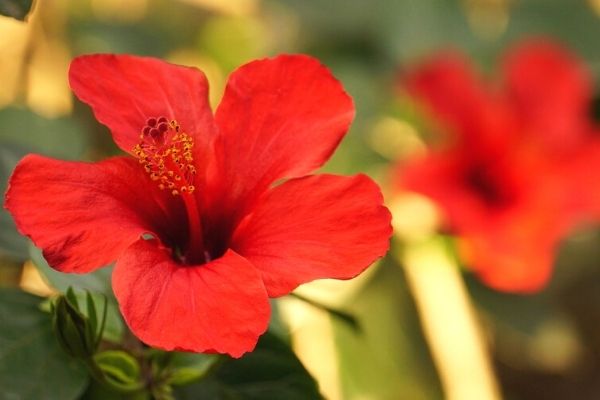 hibiskus çayı zararları