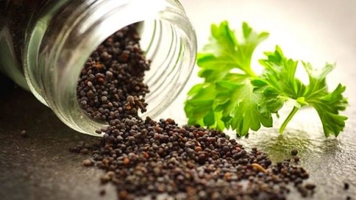 Tohum Nedir? Nasıl Çimlendirilir ve Ekilir?