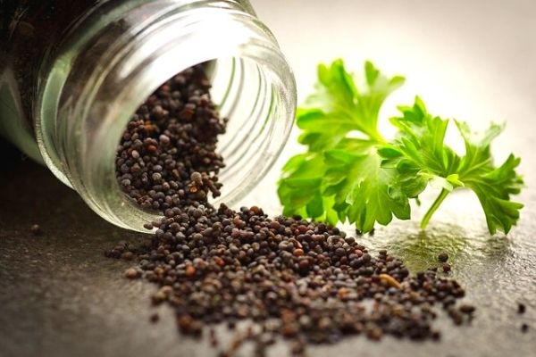 Tohum Nedir? Nasıl Çimlendirilir ve Ekilir?